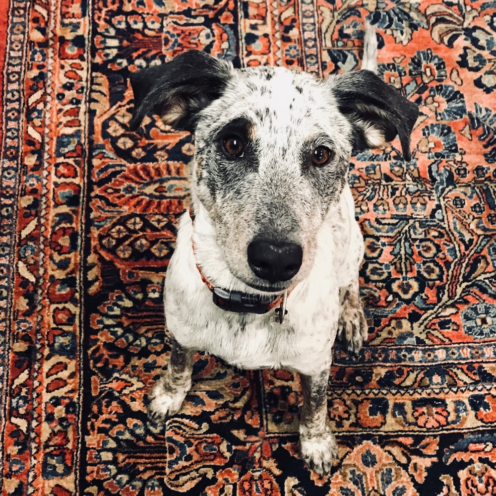 Meet your Posher, Lily